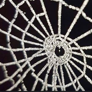 Meet your Posher, Dee